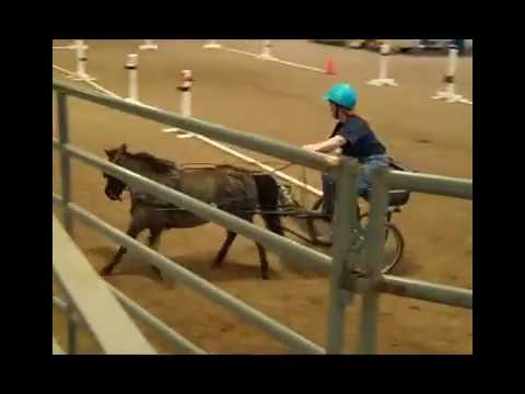 2015 Arizona Touch of Class Miniature Horse Show at the Equidome in Scottsdale Arizona. This is more fun than you can imagine and though these animals might be small they be mighty!
