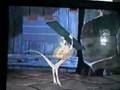 Rescuers Down Under Frank S Free