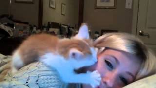 Kitten kisses