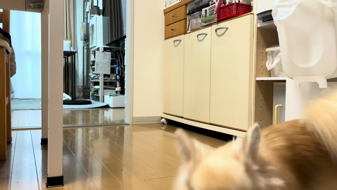 ご飯まえのメメ劇場（クルクル）