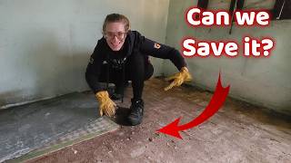 Can we save this 'Treasure' on the Portugal homestead?