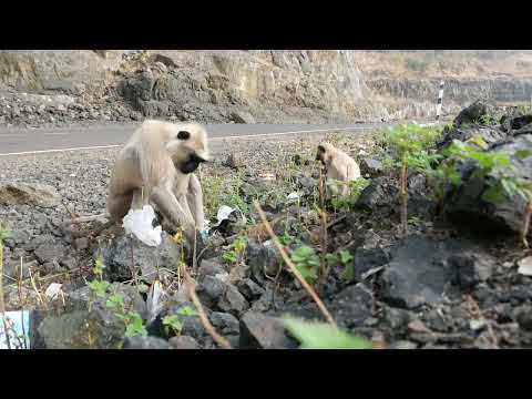 indian monkey, asian monkey, Warlord vs The Outlaws posse, Jai Shri Ram