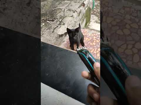 jaduii kalu biluu shot by jadu koli #varad #jadu #JayAppa #Bandya #mutyachaSup by om #ndoon100#devka