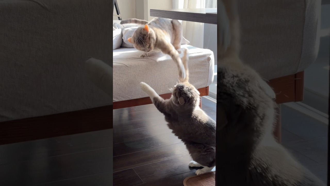 バトルの後にスンッてなるふたり #モアクリ