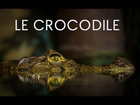 Le crocodile (documentaire)