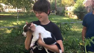 Surprising The Kids With A Puppy Basset Hound!