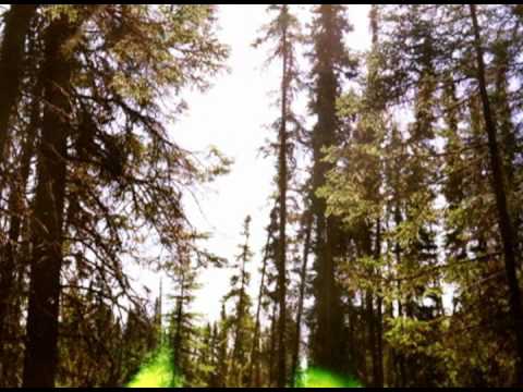 Julie Kell - In The Forest