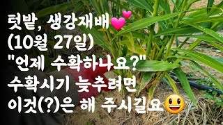 생강, 언제 수확하나요? 