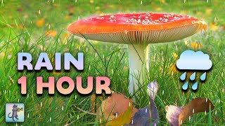 1 HOUR of Soothing Rain Sounds ~ NO THUNDER ~ Rain Sounds for Sleeping 🌧️🍄