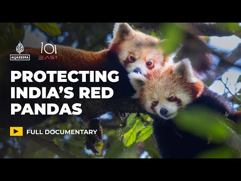 How India is racing against time to save the endangered red panda | 101 East Documentary