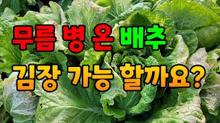 무름병 김장배추 김장 가능할까요?배추 결구가 되는시기/ 지금부터 속이 차기 시작해요