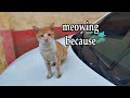 Acute Orange Cat Is Meowing Loudly Because He Is Very Hungry