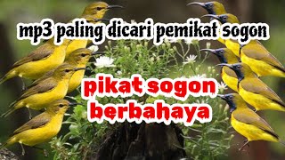 Download lagu PIKAT SOGON | mp3 paling dicari pemikat sogon mp3 Download lagu PIKAT SOGON | mp3 paling dicari pemikat sogon mp3