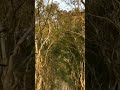 Kaziranga Bor Dhuniya