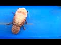 Time-lapse footage shows cicada shedding its exoskeleton