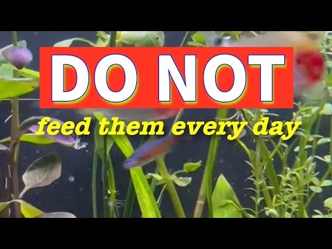 How much should you feed your fish? And how often?