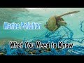 Marine Pollution What Everyone Needs To Know With Author Judith Weis