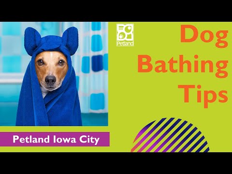 Dog Shampooing & Bathing Techniques