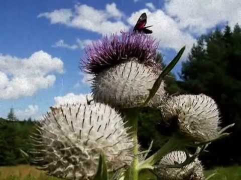 PAVOL HAMMEL - Budeme si vymýšľať.avi