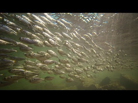 My Top 4 Lures for Bass Fishing on a Shad Spawn