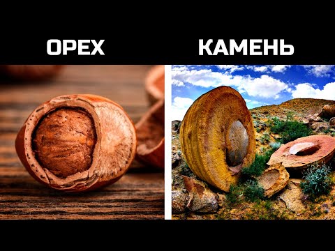 Каменная жизнь среди нас! Каменные растения