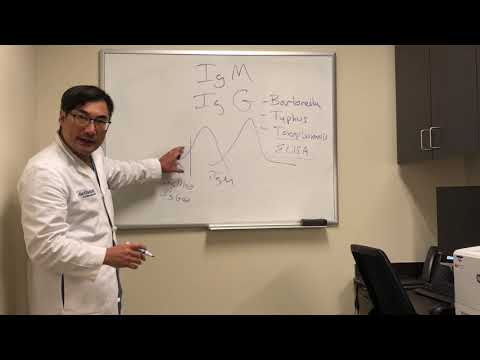 Immunoglobulin (IgG and IgM) interpretation of serological tests