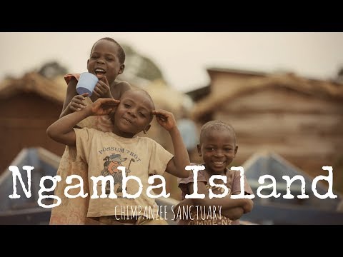 Support  orphaned and wild Chimpanzees in Uganda