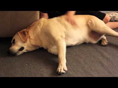 Humanimals: Episode 1 - "Dog's Body" Teaser