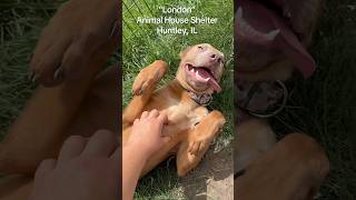 Video preview image #1 Labmaraner Puppy For Sale in Huntley, IL, USA