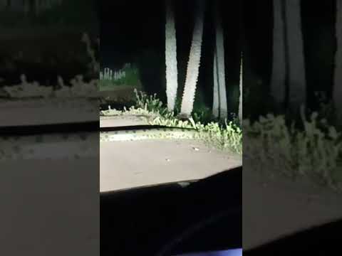 essa é gigante cobra sucuri na zona rural de Joaquim Pires Piauí Brasil.