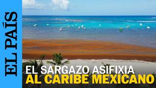 El plan contra el sargazo para salvar las playas de Quintana Roo | EL PAÍS