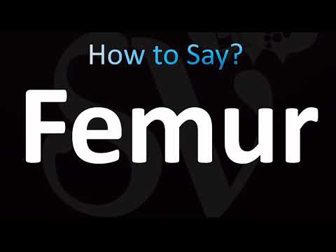 How to Pronounce Femur (CORRECTLY!)
