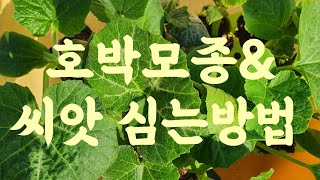 호박 모종 & 씨앗 심는방법 방법