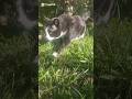 Sweet Deaf Tuxedo Cat Walking In Grass Chill Cats Outside In Nature