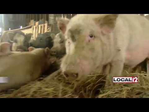 Owner of more than 100 pigs in Falmouth needs help finding them homes, rescues
