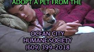 Humane Society of Ocean City NJ