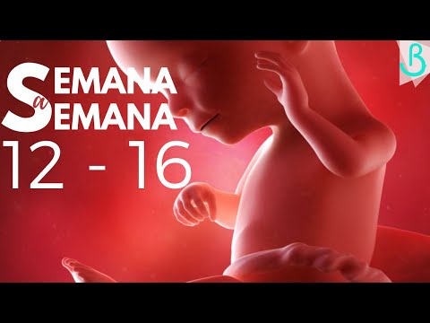 🤰🏻📆SEMANAS 12 - 16 DE EMBARAZO | 4 MESES | SEMANA A SEMANA || Baby Suite by Pau