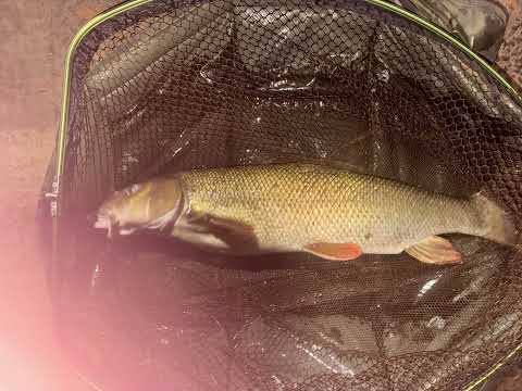 epic barbel trip on the river trent