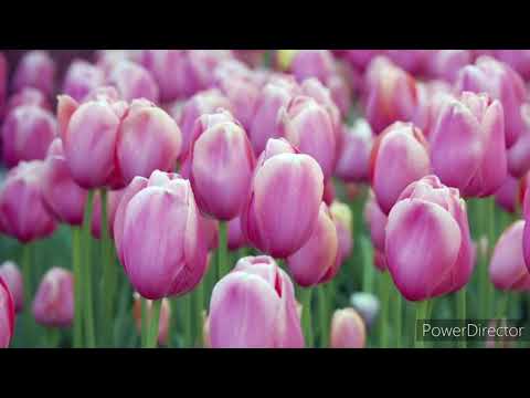 Người em cùng xóm - Trường Vũ