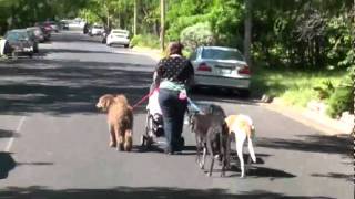 Austin Dog Trainer - reactive or aggressive dog training