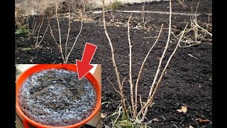 Чем удобрить смородину весной для лучшего урожая