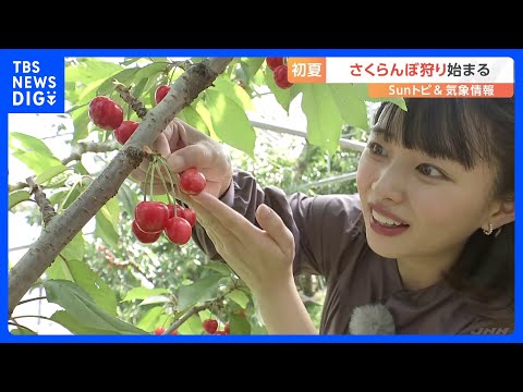 さくらんぼ狩り:さくらんぼ収穫のヒント 庭の練習