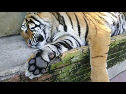 download lagu mp3 mp4 Chiang Mai Private Tours, download lagu Chiang Mai Private Tours gratis, unduh video klip Chiang Mai Private Tours