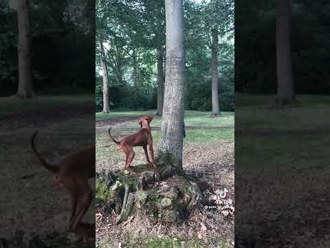 কুকুর কাঠবিড়ালি খেলা।