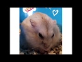 My Hamster And His Little Cookies HamHam Lover