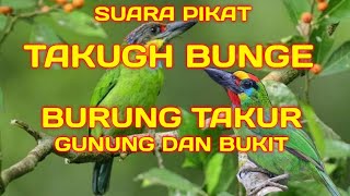 Download lagu Suara pikat burung takur, takugh bunge gunung dan bukit mp3