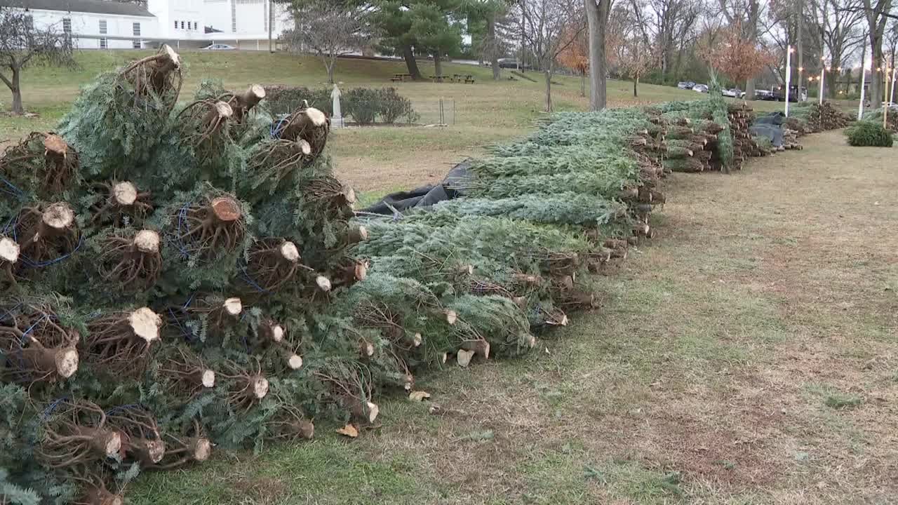 Many TN Christmas trees come from North Carolina: so how did Hurricane Helene change things?
