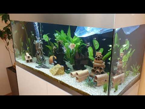 Oase Highline 300 - Einsetzen der ersten Welse - L333 und Sturisoma Aureum