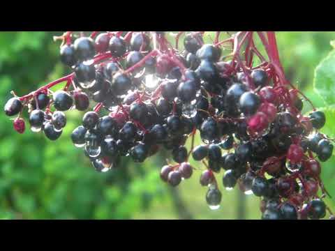 @ionbogdanstefanescu  Albenitz - Tango