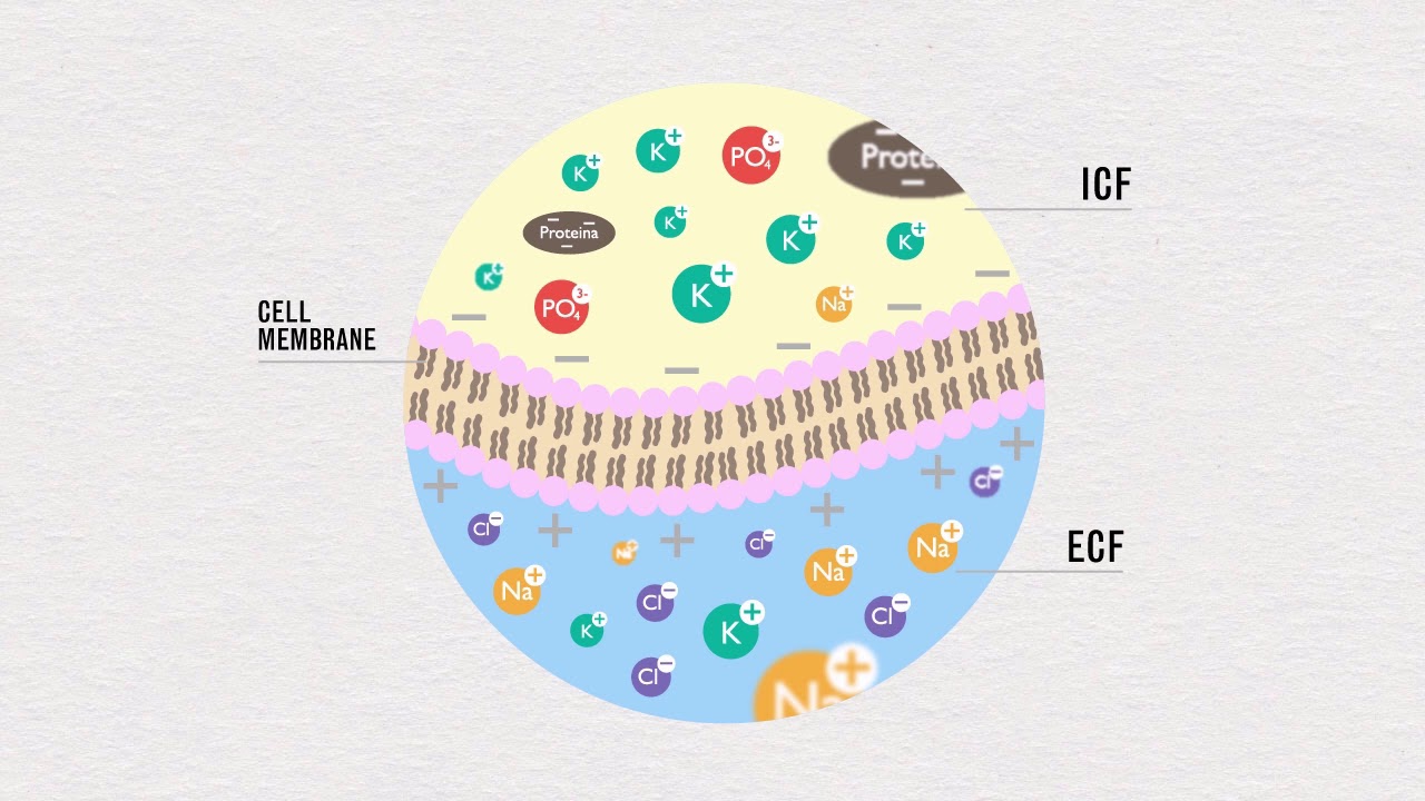 LIQUIDOS Y ELECTRÓLITOS H2O INGLES SIN AUDIO www medicaltie com